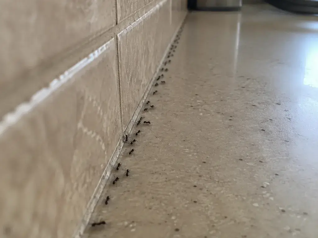 Ants walking along the edge of a kitchen countertop